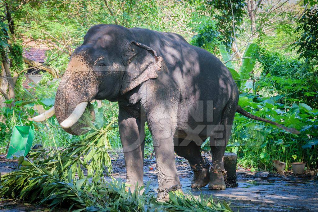 Elephants chained up at Punnathur Kota elephant camp near Guruvayur temple, used for temples and religious festivals