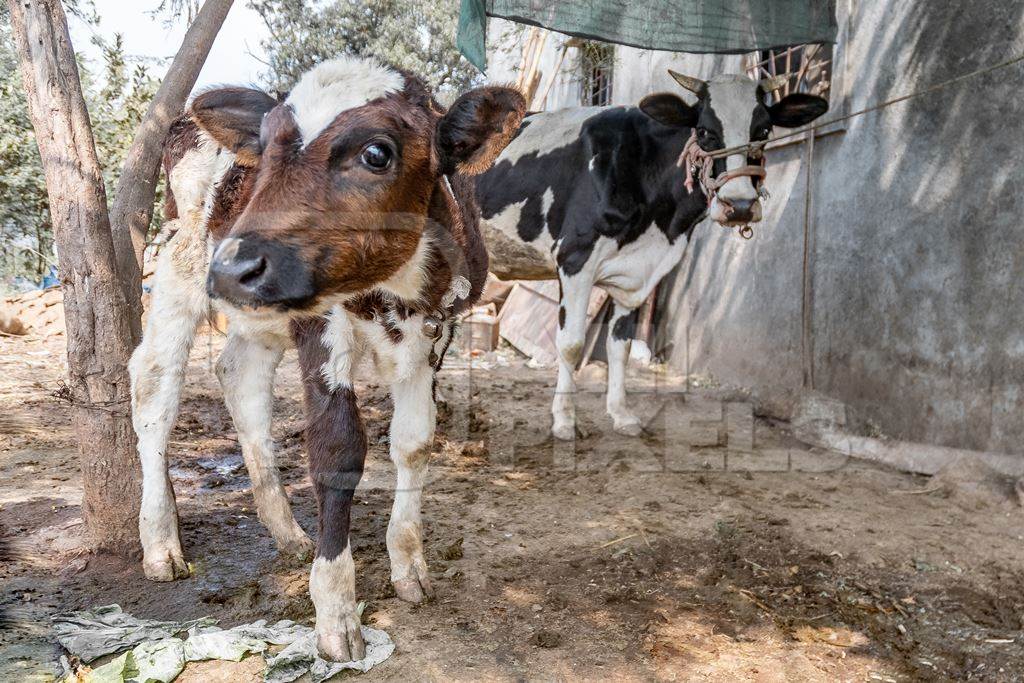 Dairy calf tied up away from his mother in a small rural dairy in Maharashtra.