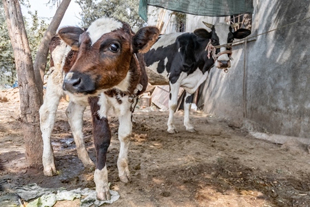 Dairy calf tied up away from his mother in a small rural dairy in Maharashtra.