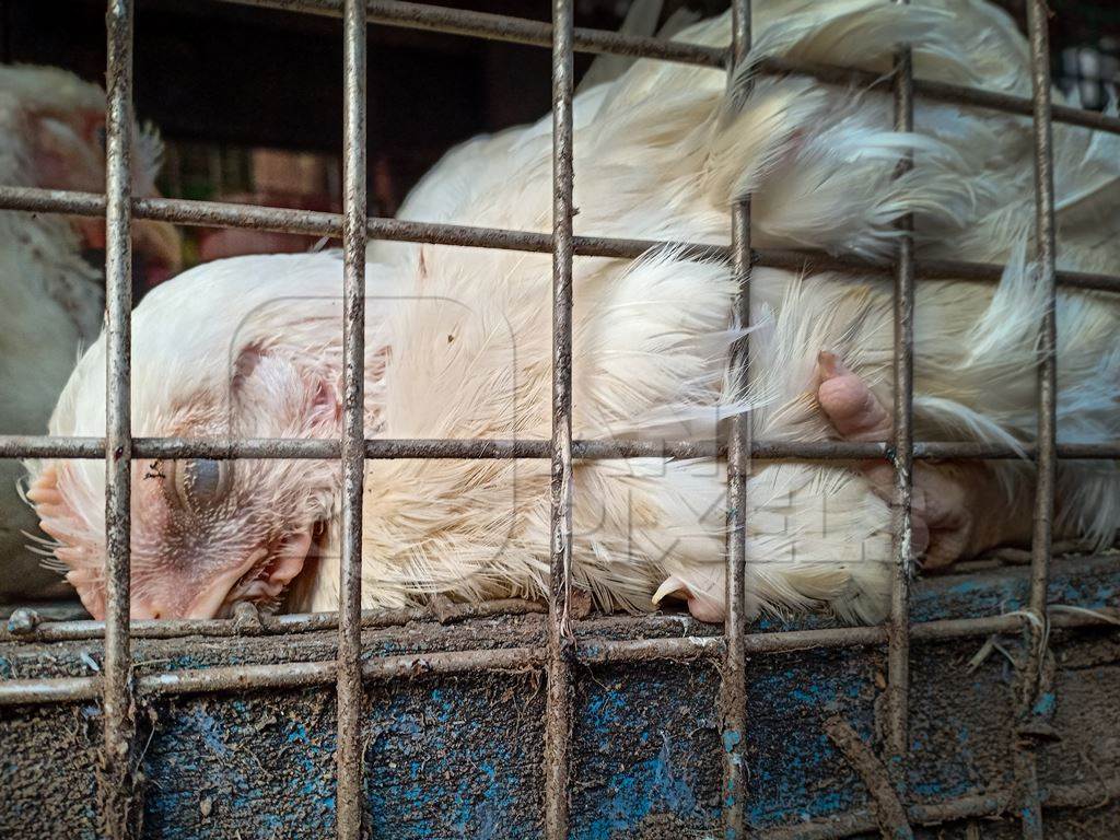 Indian broiler chicken appearing dying or dead in a cage at a chicken meat shop, Kolkata, India, 2022