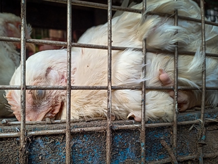 Indian broiler chicken appearing dying or dead in a cage at a chicken meat shop, Kolkata, India, 2022