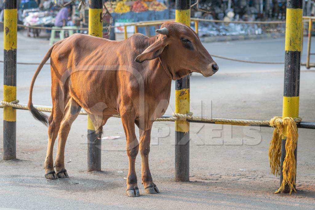 Brown bull or bullock standing in street or road in town in Bihar