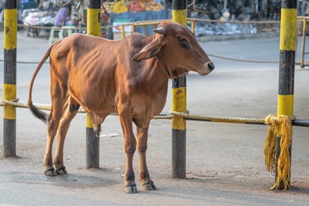 Brown bull or bullock standing in street or road in town in Bihar