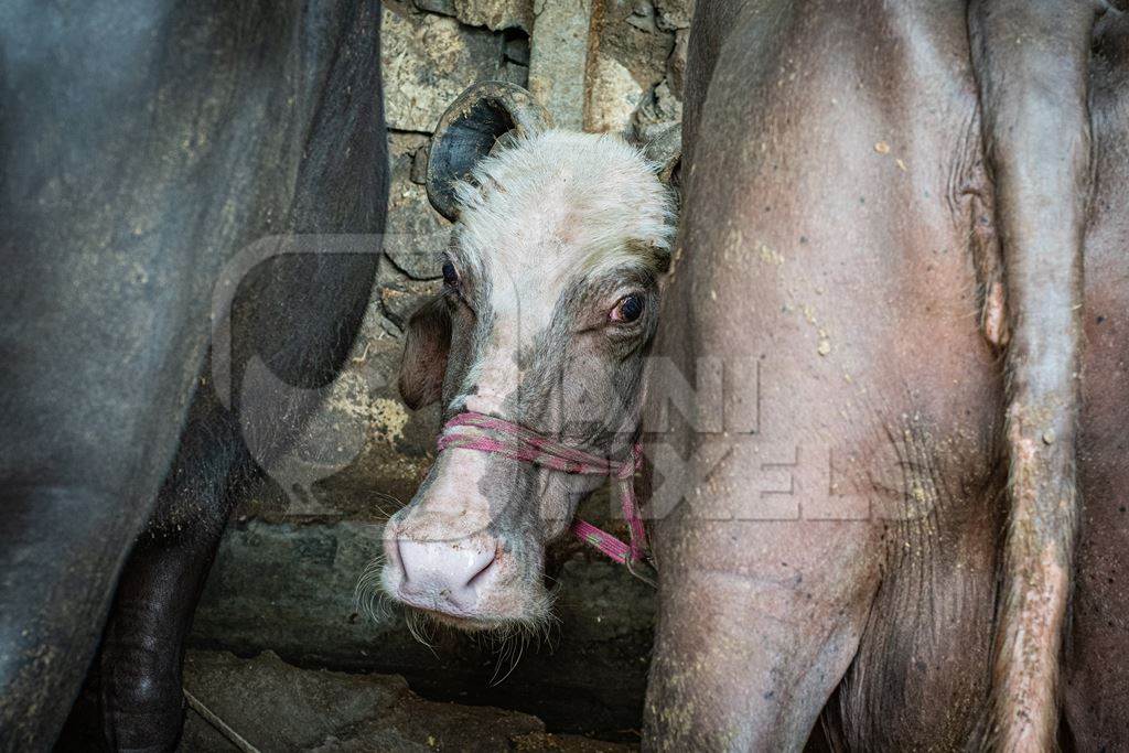 Photo or image of Indian buffaloes tied up in an urban Indian buffalo dairy farm or tabela in Pune, Maharashtra, India, 2021