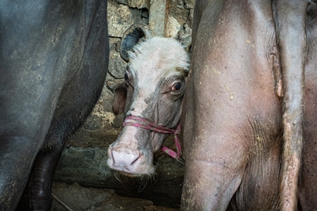 Photo or image of Indian buffaloes tied up in an urban Indian buffalo dairy farm or tabela in Pune, Maharashtra, India, 2021