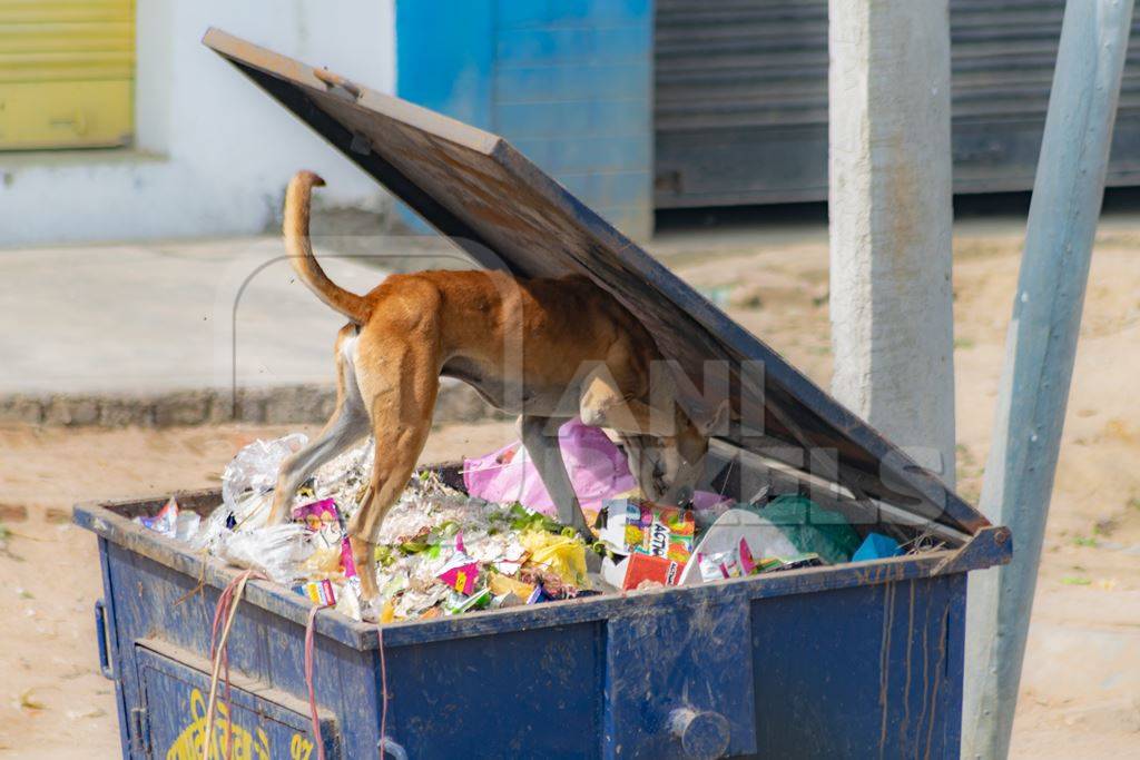 Photo of Indian street or stray dog eating garbage or rubbish from a garbage container in a village in Bihar in India