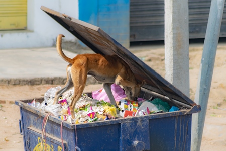 Photo of Indian street or stray dog eating garbage or rubbish from a garbage container in a village in Bihar in India