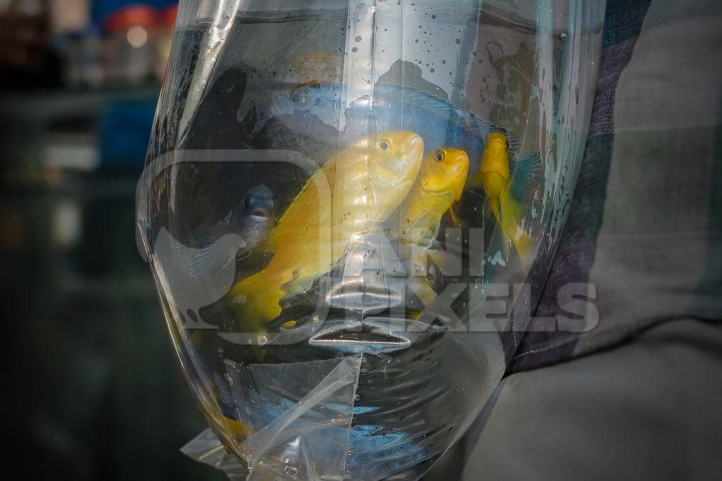 Yellow cichlid aquarium fish on sale in plastic bags at Galiff Street pet market, Kolkata, India, 2022