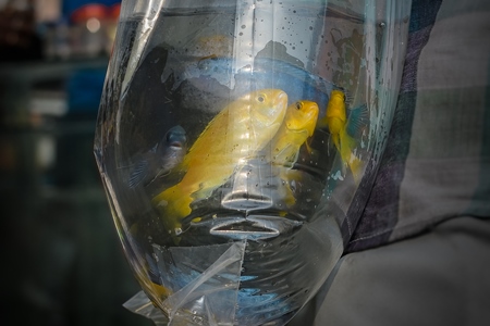 Yellow cichlid aquarium fish on sale in plastic bags at Galiff Street pet market, Kolkata, India, 2022