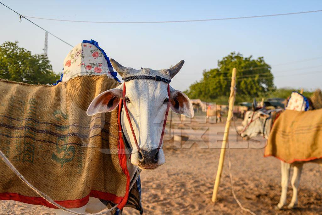 Indian cows or bullocks with blankets at Nagaur Cattle Fair, Nagaur, Rajasthan, India, 2022