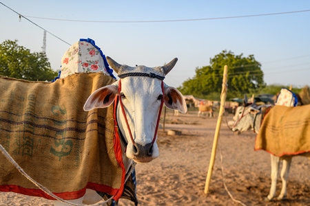 Indian cows or bullocks with blankets at Nagaur Cattle Fair, Nagaur, Rajasthan, India, 2022