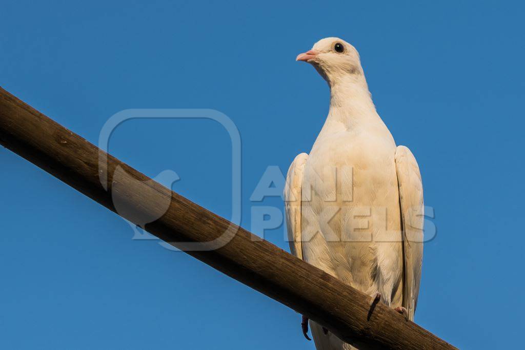 White pet dove or pigeon in Mumbai with blue sky background