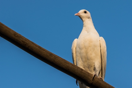 White pet dove or pigeon in Mumbai with blue sky background