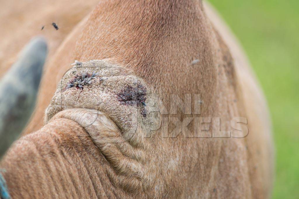 Wounds on neck of brown working bullock with flies after pulling plough