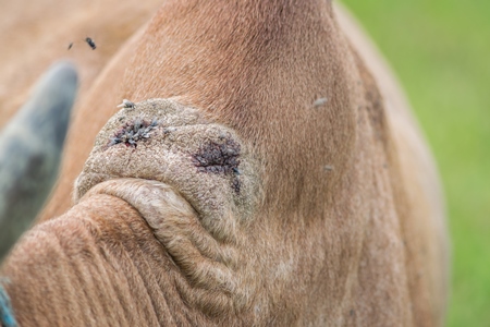 Wounds on neck of brown working bullock with flies after pulling plough