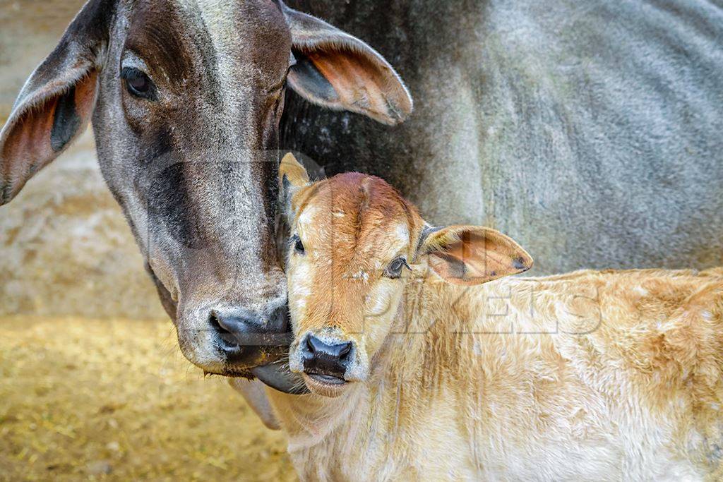 Mother cow licking her baby calf in a rural dairy