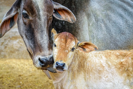 Mother cow licking her baby calf in a rural dairy