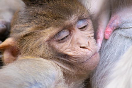 Small cute baby Indian macaque monkey suckling from his mother at  Galta Ji monkey temple near Jaipur in Rajasthan in India
