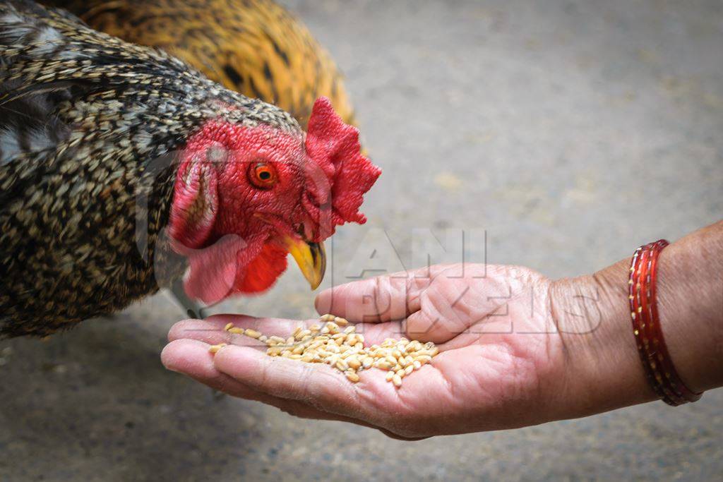 Lady feeding grain to free range chicken in the street in the city of Mumbai in India