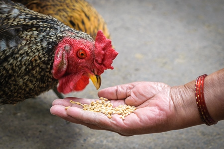 Lady feeding grain to free range chicken in the street in the city of Mumbai in India