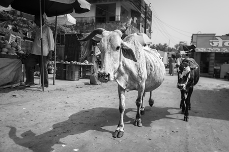 Indian street cows walking along the street in black and white in Malvan, Maharashtra, India, 2022