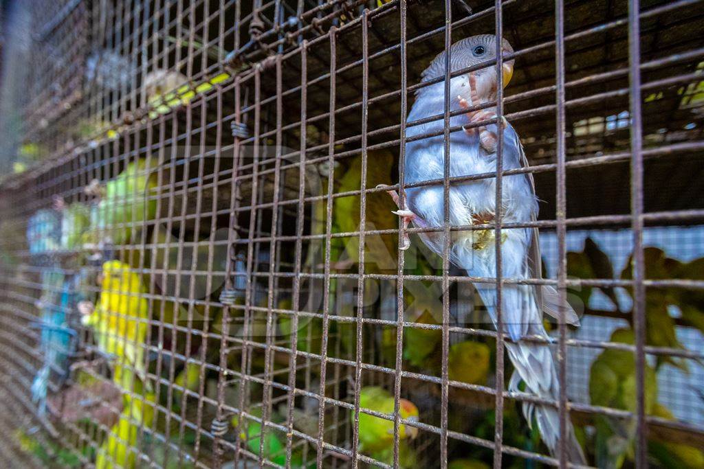 Colourful budgerigar or budgie birds on sale as pets in cage at Crawford pet market in Mumbai, India
