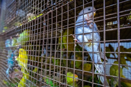 Colourful budgerigar or budgie birds on sale as pets in cage at Crawford pet market in Mumbai, India