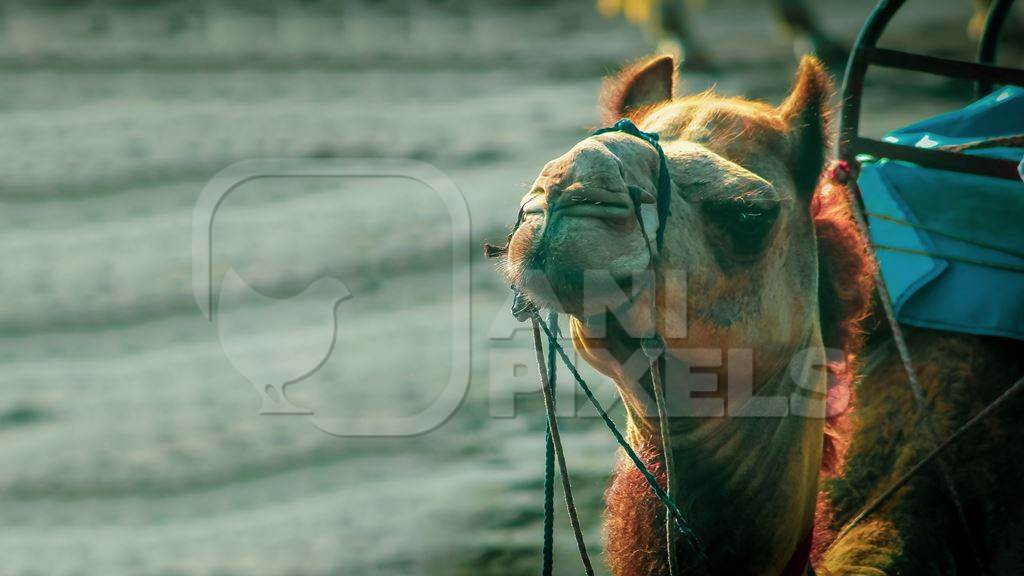 Indian camel harnessed with nose pegs and head collar for camel rides for tourists, in India