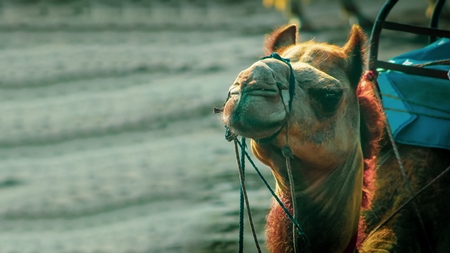 Indian camel harnessed with nose pegs and head collar for camel rides for tourists, in India