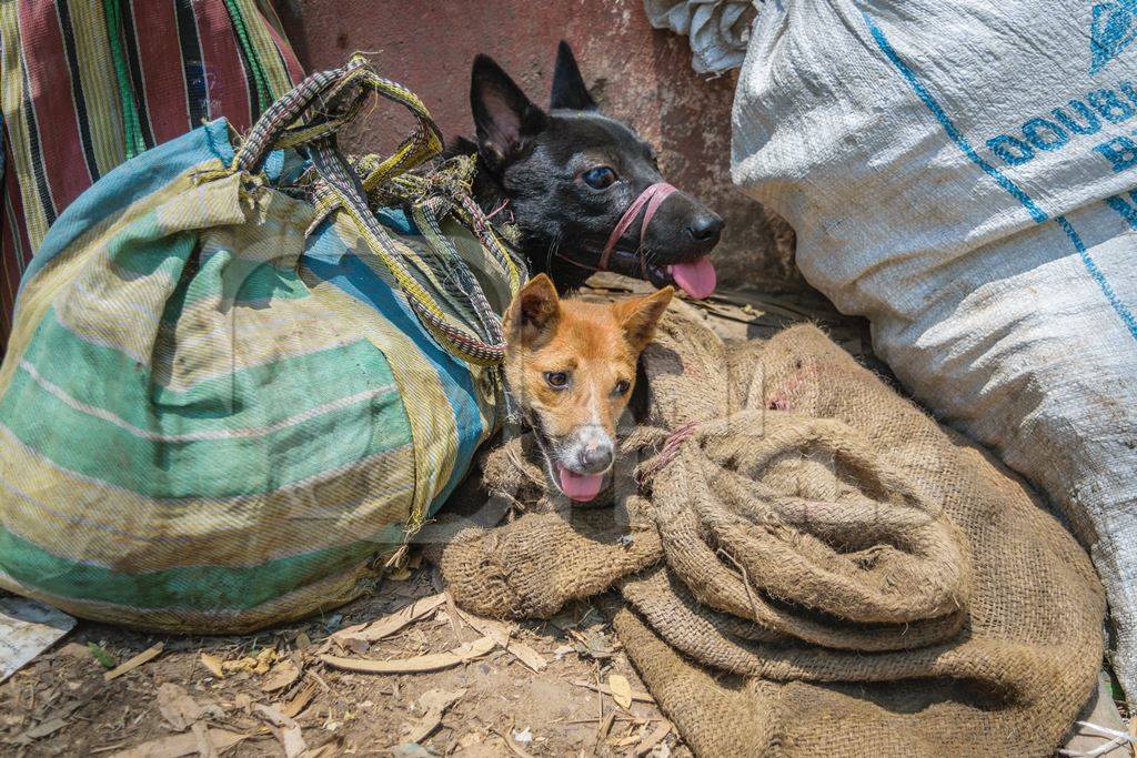 Dogs tied up in sacks on sale for meat at dog market