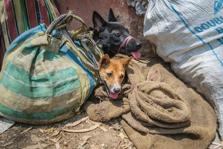 Dogs tied up in sacks on sale for meat at dog market