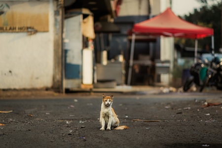 Indian street or stray cat alone at Shivaji market, Pune, India, 2024
