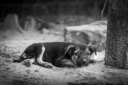 Small Indian street puppy dog or stray pariah dog in black and white, Malvan, Maharashtra, India, 2022