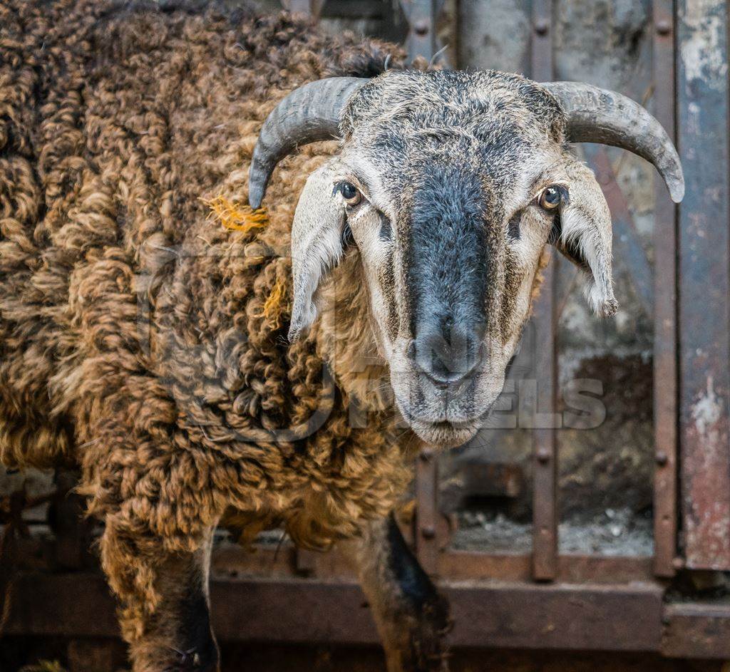 Sheep in the street outside mutton shops in an urban city