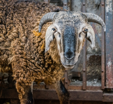 Sheep in the street outside mutton shops in an urban city