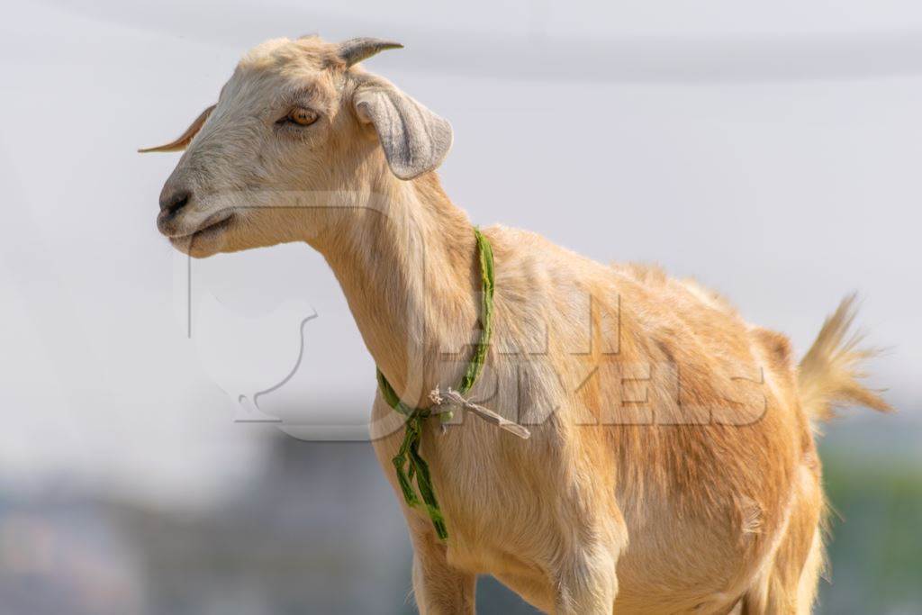 Female goat in village in rural Bihar