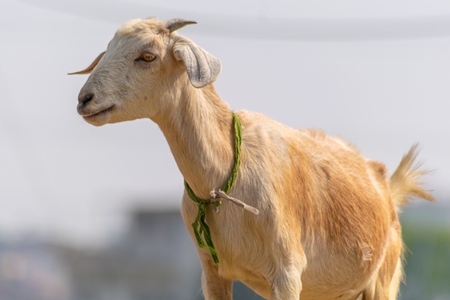 Female goat in village in rural Bihar