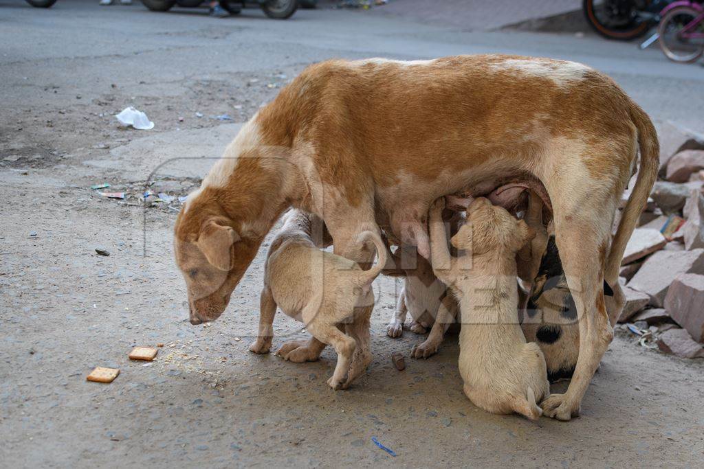 Indian street dog or stray pariah dog mother with suckling puppies, Jodhpur, India, 2022