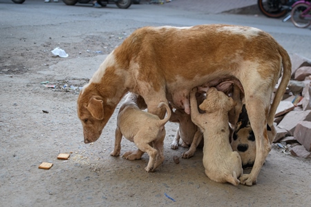 Indian street dog or stray pariah dog mother with suckling puppies, Jodhpur, India, 2022