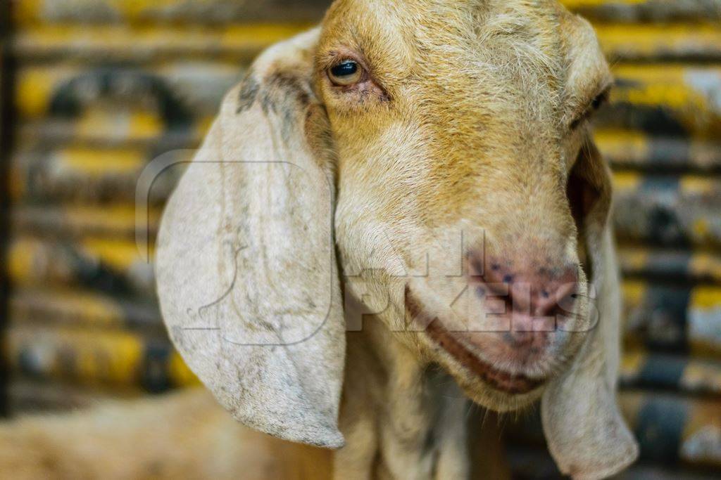 Goats in the street outside mutton shops in an urban city