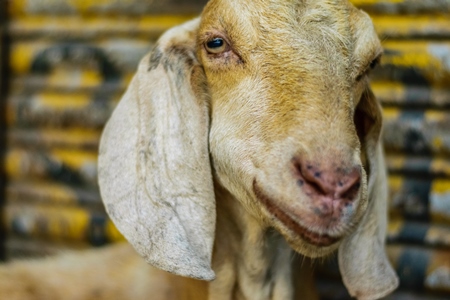 Goats in the street outside mutton shops in an urban city