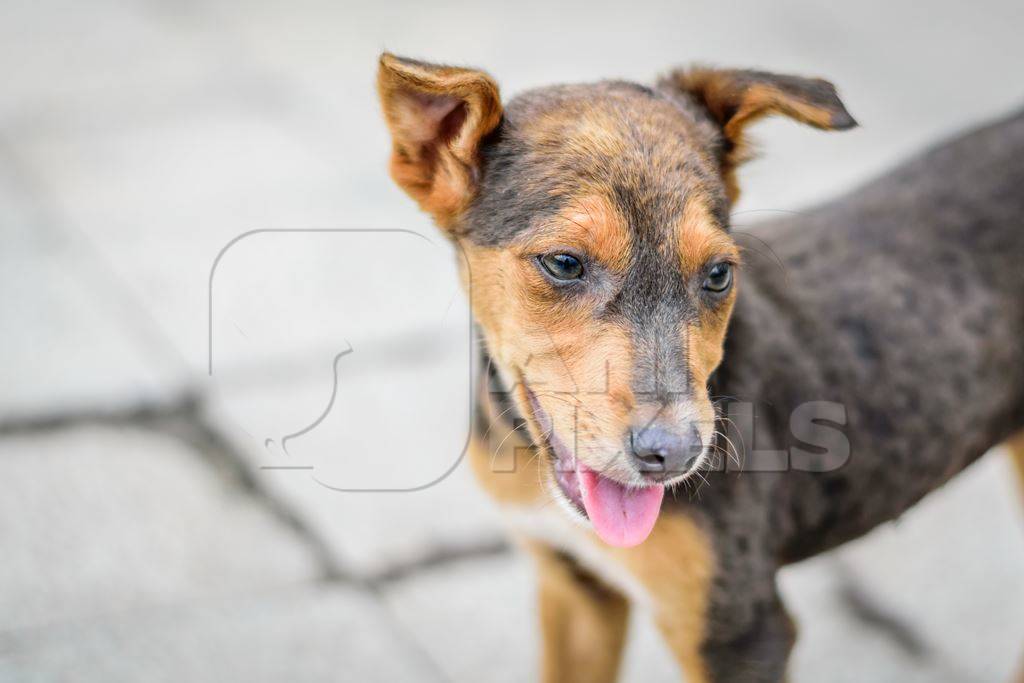 Stray cute street puppy dog on road