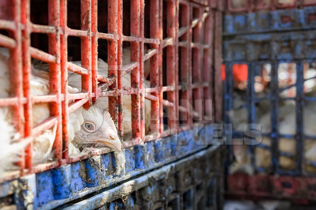 Close up of Indian broiler chickens looking out of crates at Ghazipur murga mandi, Ghazipur, Delhi, India, 2022