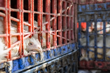 Close up of Indian broiler chickens looking out of crates at Ghazipur murga mandi, Ghazipur, Delhi, India, 2022