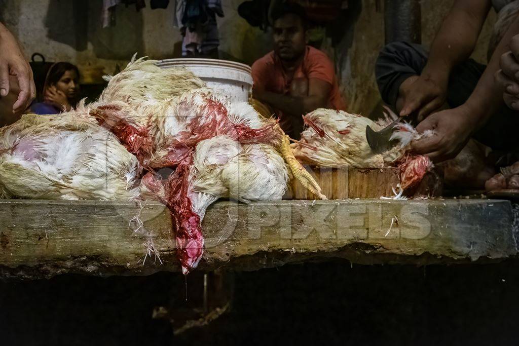 Dead chickens with their throats cut at the chicken meat market inside New Market, Kolkata, India, 2022