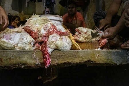 Dead chickens with their throats cut at the chicken meat market inside New Market, Kolkata, India, 2022