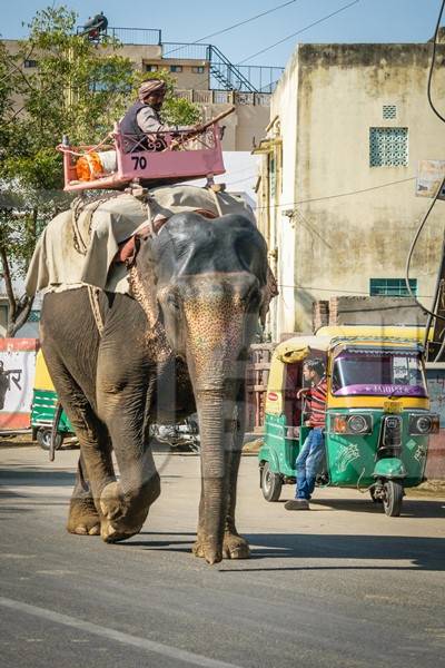 Elephant used for entertainment tourist ride walking on street in Jaipur