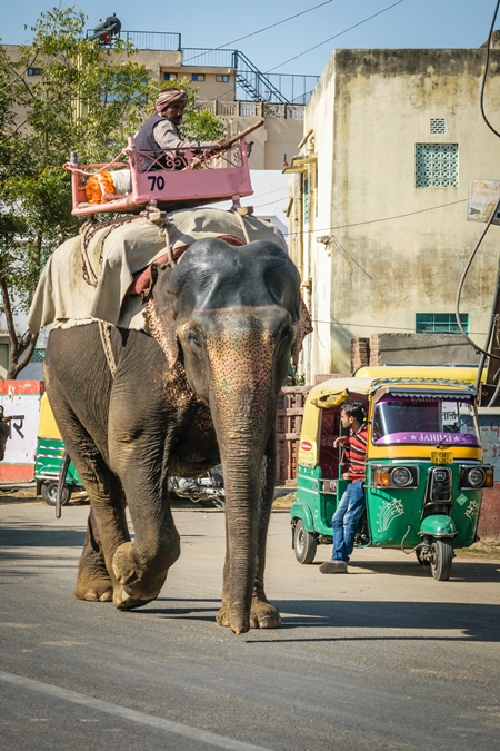 Elephant used for entertainment tourist ride walking on street in Jaipur