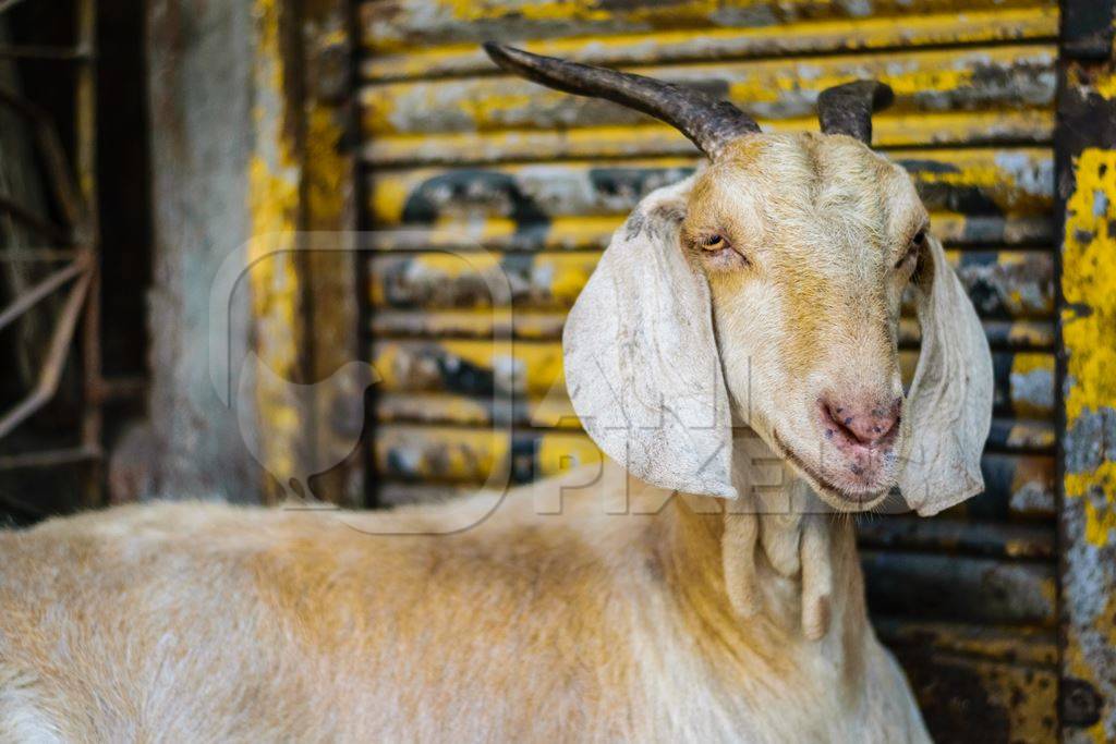 Goats in the street outside mutton shops in an urban city