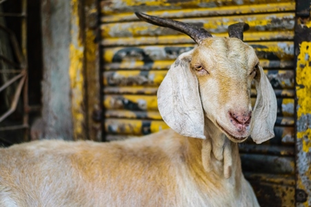 Goats in the street outside mutton shops in an urban city